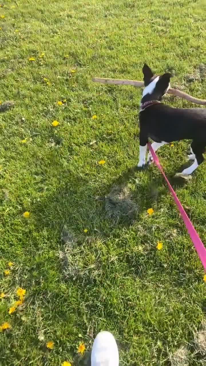 Mixed Breed dogs for sale: Nova  - Video 2