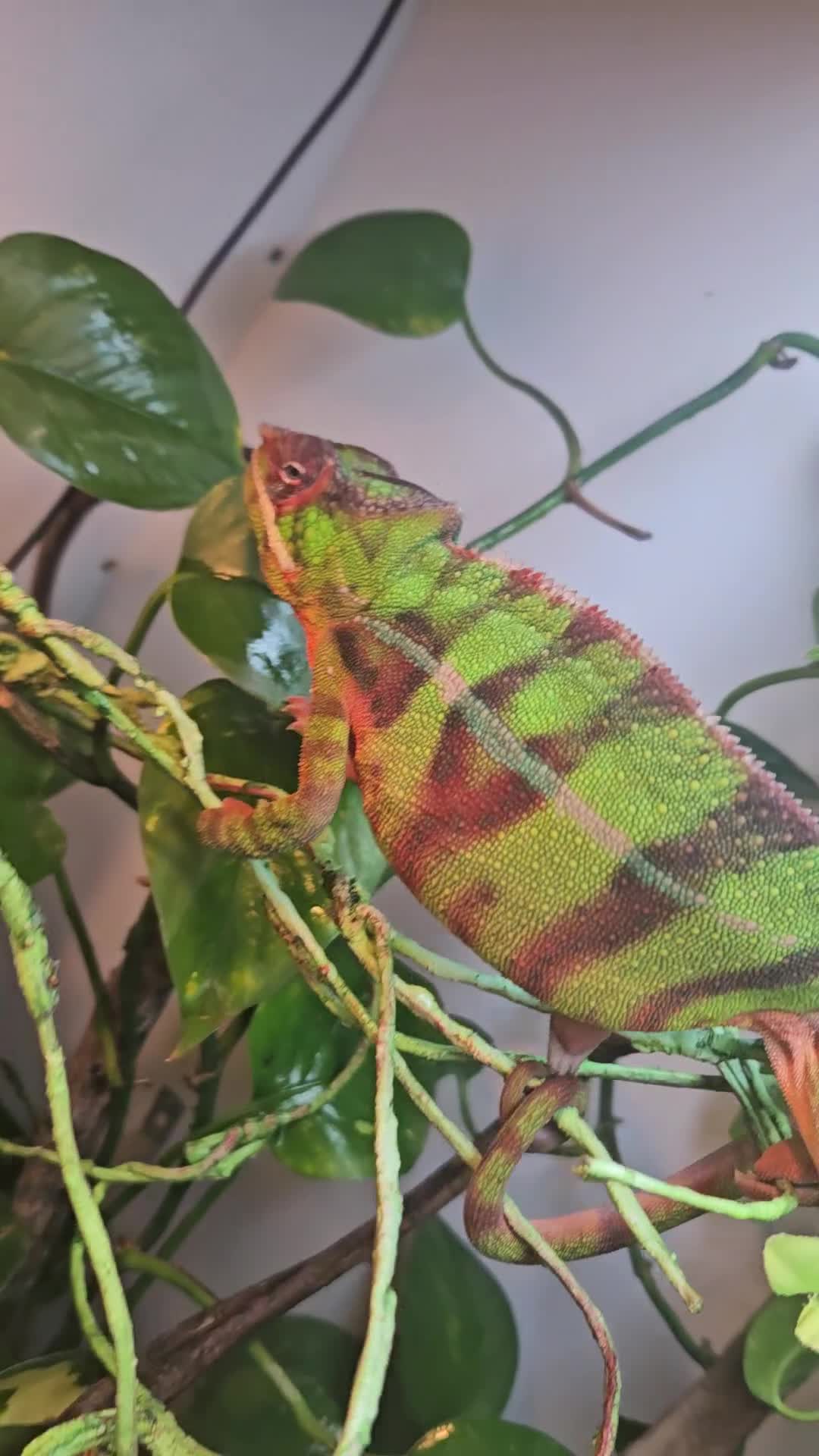 Chameleon reptiles for sale: Ambilobe Panther Chameleon Male (9 months old)  - Video 3