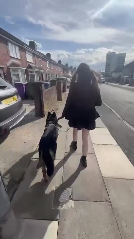 German Shepherd dogs for sale: 4 year old German Shepard..  in Liverpool - Video 3
