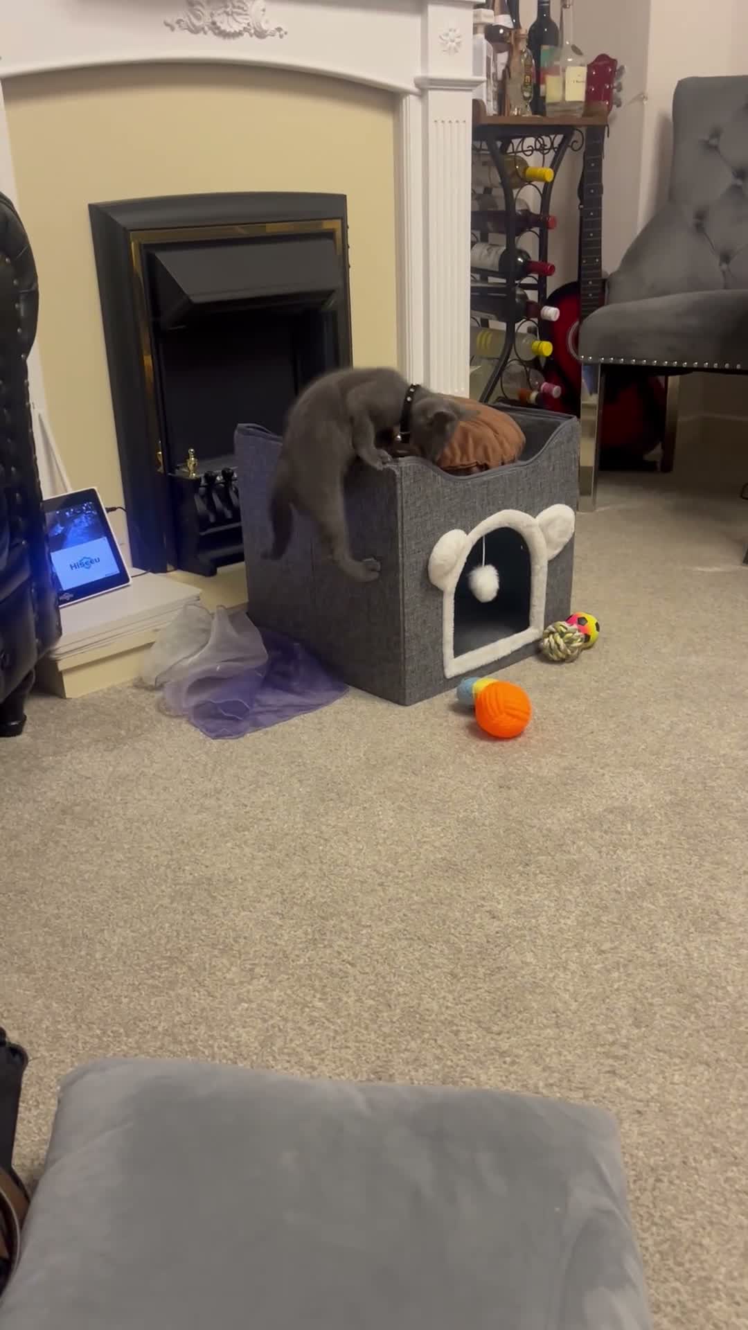 Russian Blue cats for sale: Russian blue  in Hemel Hempstead - Video 4