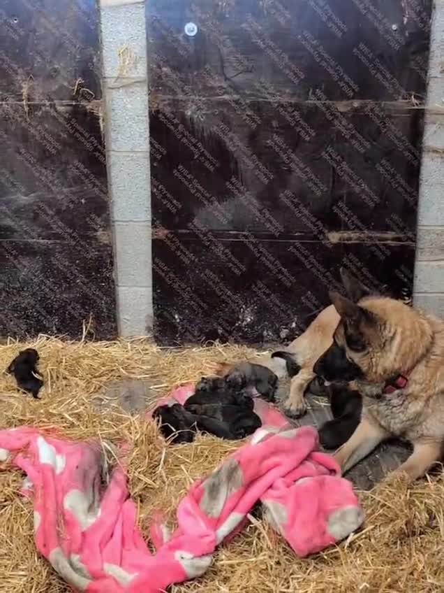 Belgian Shepherd Dog dogs for sale: Belgian shepherd puppies - Video 1