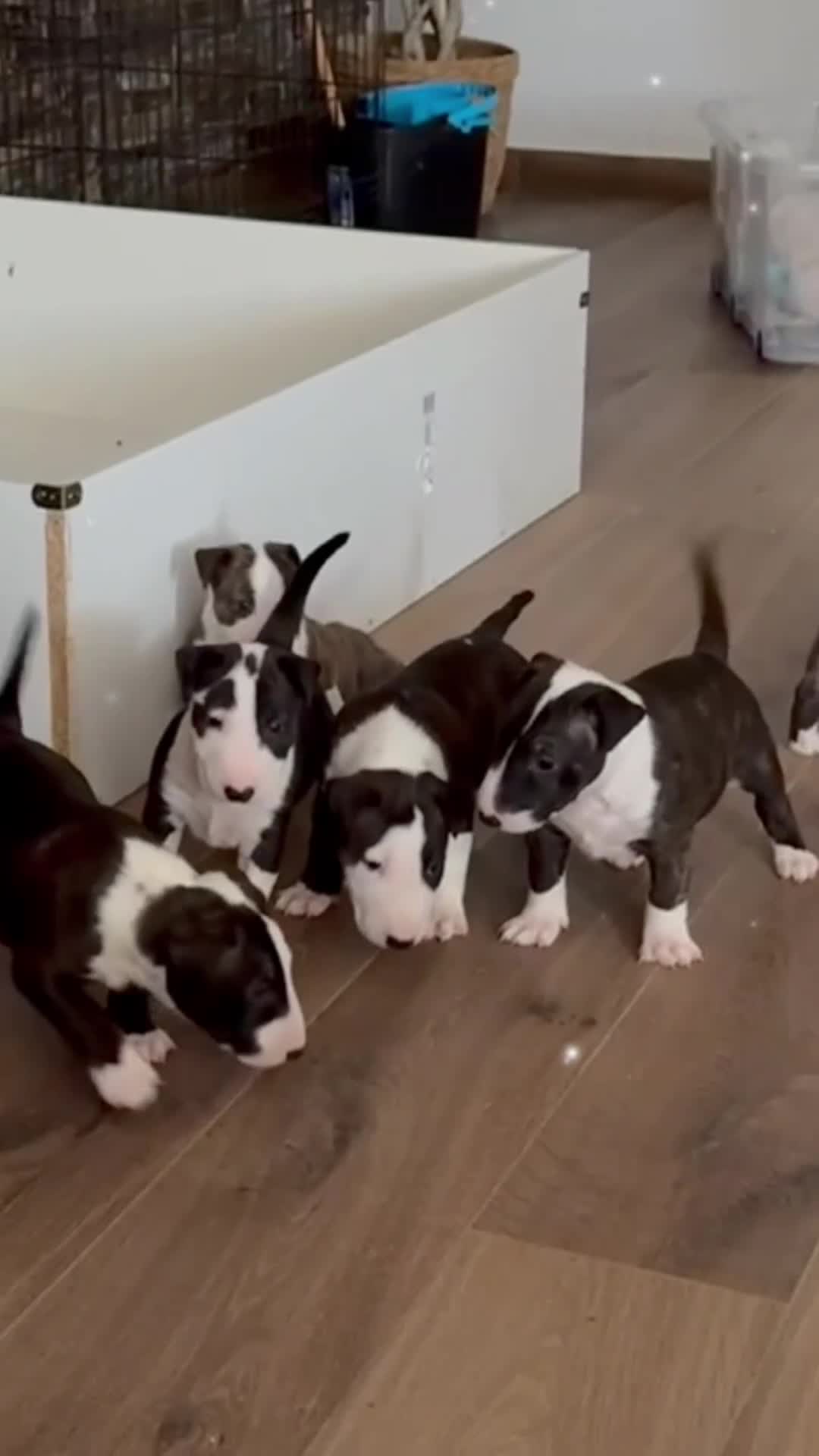 English Bull Terrier dogs for sale: English bull terrier puppies  - Video 1