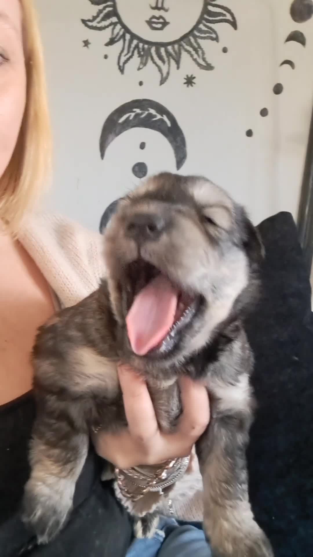 Mixed Breed dogs for sale: Husky x Lab Pup - Video 1