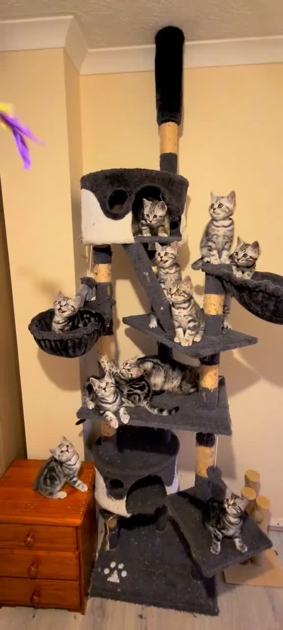 British Shorthair cats for sale: Ready to collect Silver Tabby kittens  in Rochester - Video 1