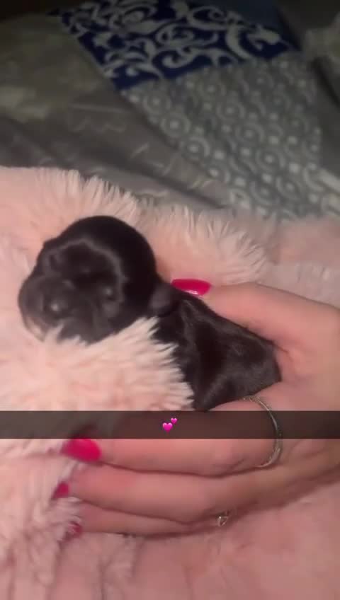 Mixed Breed dogs for sale: 6 Beautiful Babys - Video 4