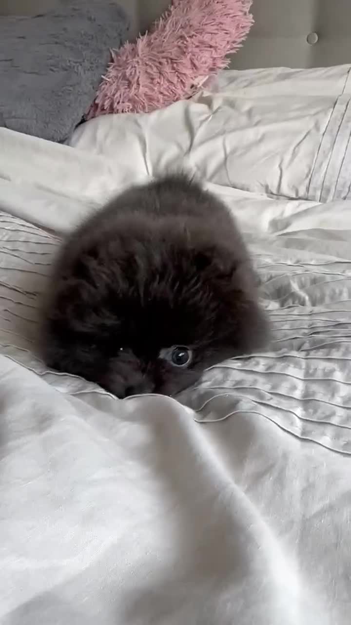 Pomeranian dogs for sale: Gorgeous lilac pomeranian girl. - Video 1