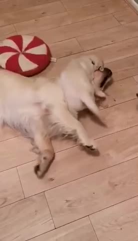 Golden Retriever dogs for stud: Golden retriever Stud (Hugo) - Video 1