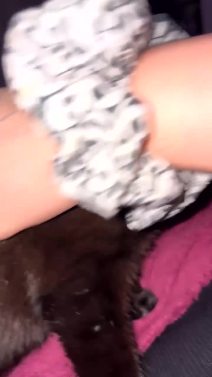 Bombay cats for sale: Black beauties🧡 - Video 4