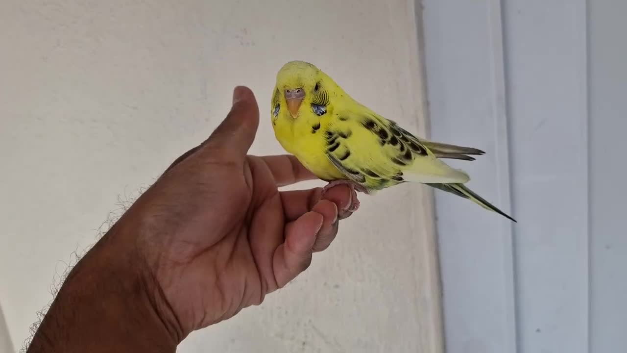 Budgerigars birds for sale: Super silly hand tamed baby budgies  - Video 1