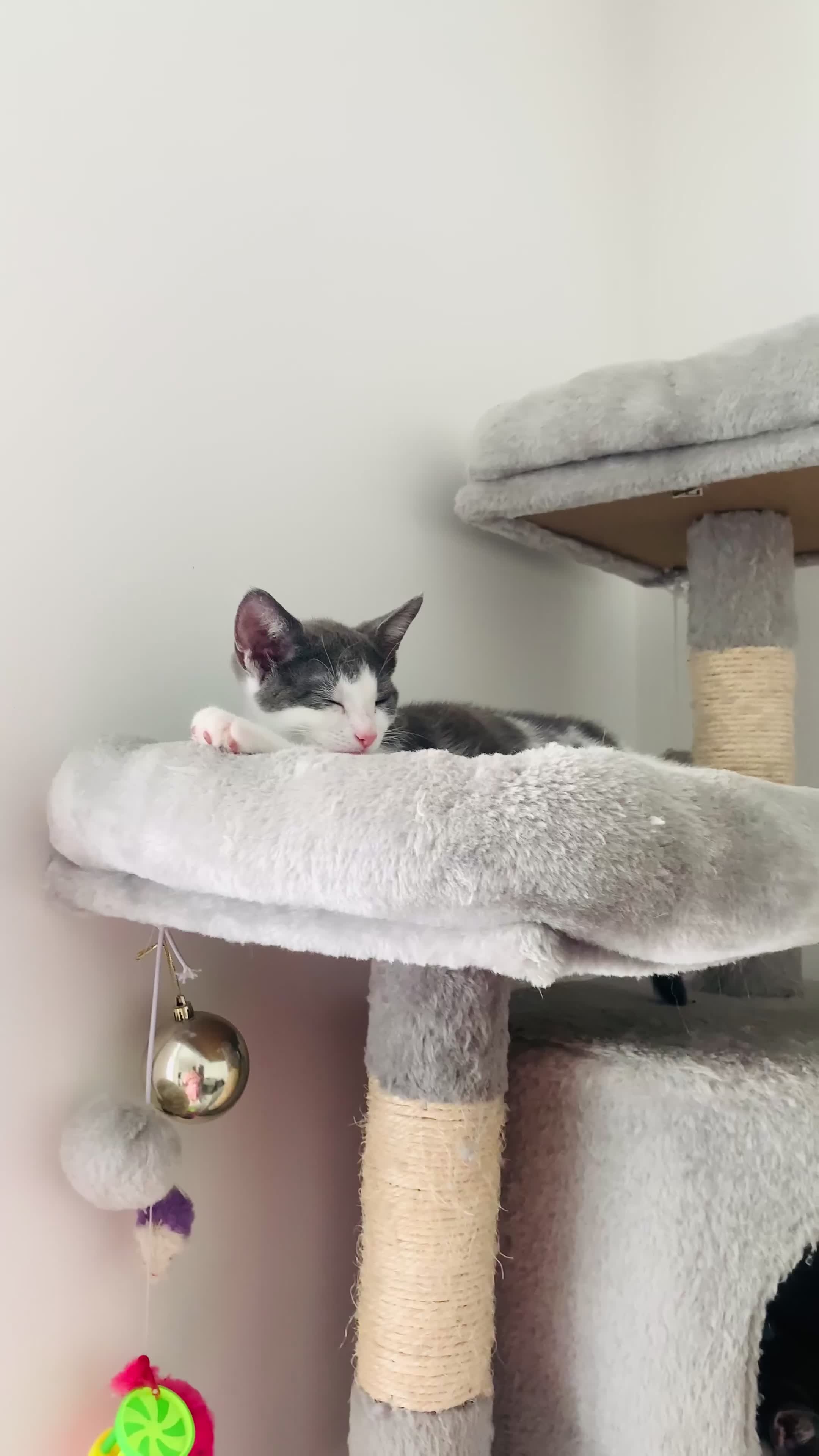 Domestic Shorthair cats for sale: Kittens available for adoption - Video 2