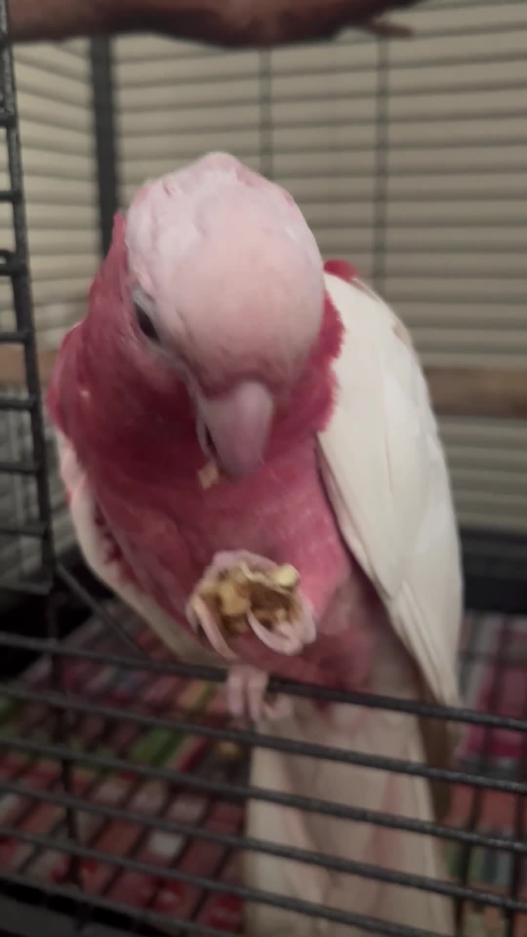 Parrots birds for sale: Rare Galah Lutino male  - Video 1