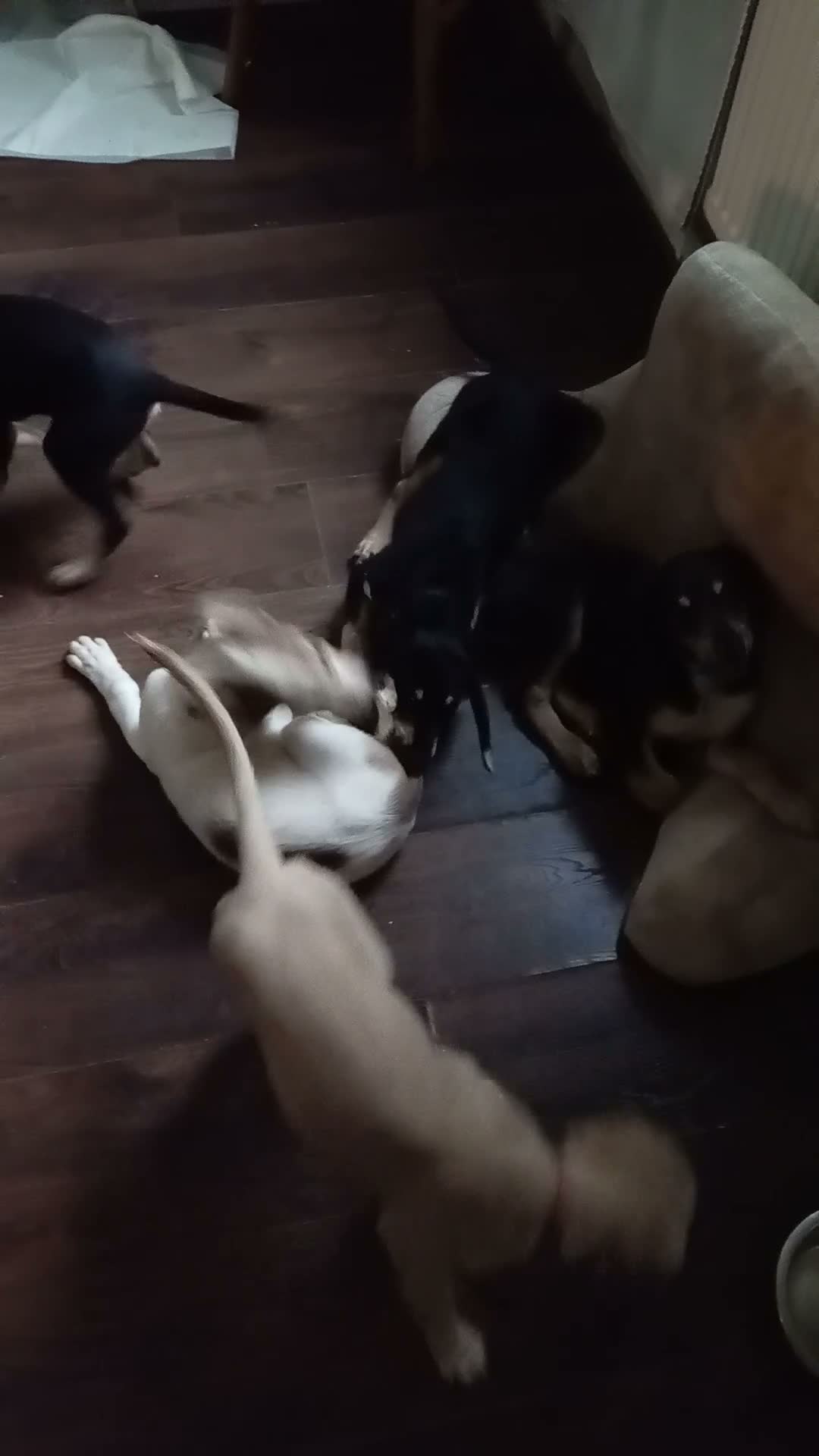 Saluki dogs for sale: Saluki  ** d saluki whippet  - Video 1