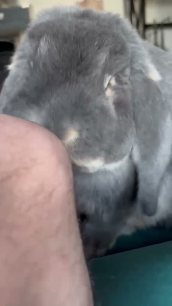 French Lop rabbits for sale: ✨beautiful french lop✨ in London - Video 2