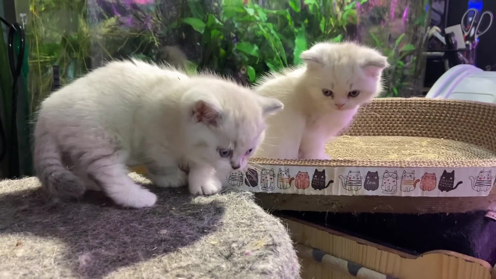 Scottish Fold cats for sale: TICA Full Pedigree kitten available  - Video 1