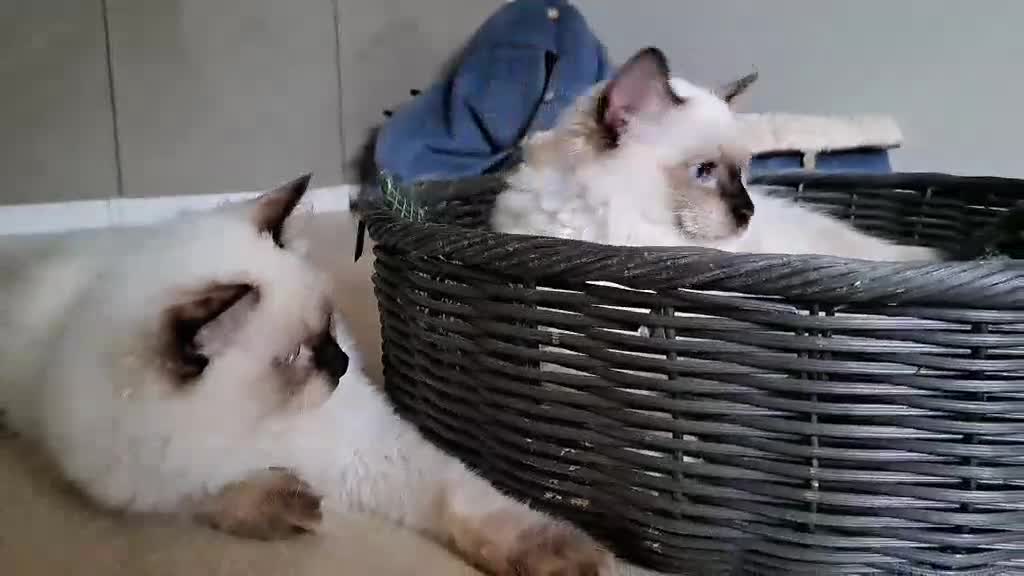 Ragdoll cats for sale: 💠FiFe registered Ragdoll kittens for sale💠 in Bristol - Video 1