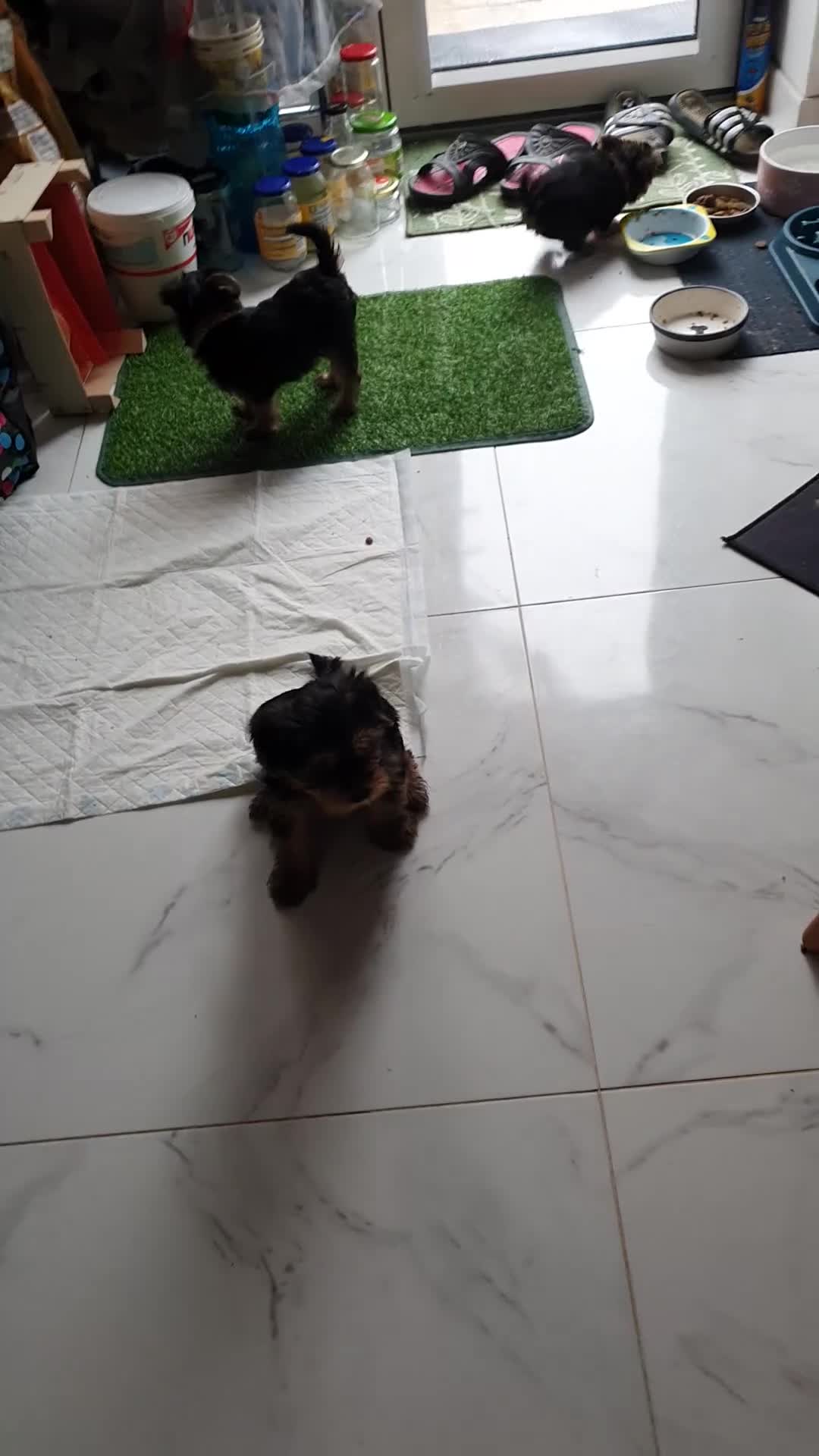 Yorkshire Terrier dogs for sale: Beautiful, pure breed Yorkshire terrier  - Video 1