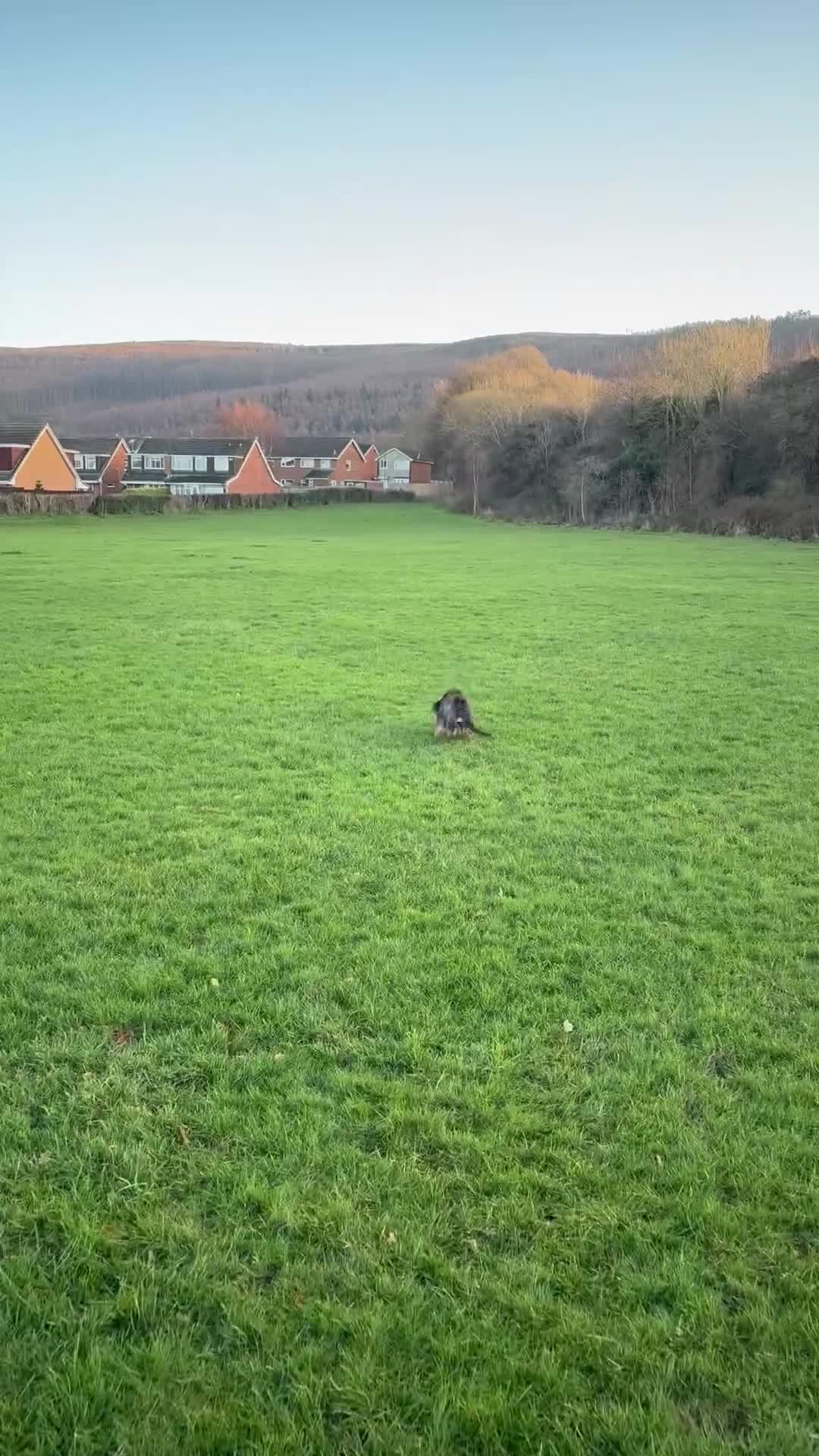 Dachshund dogs for sale: Standard wired hair daschund male - Video 1