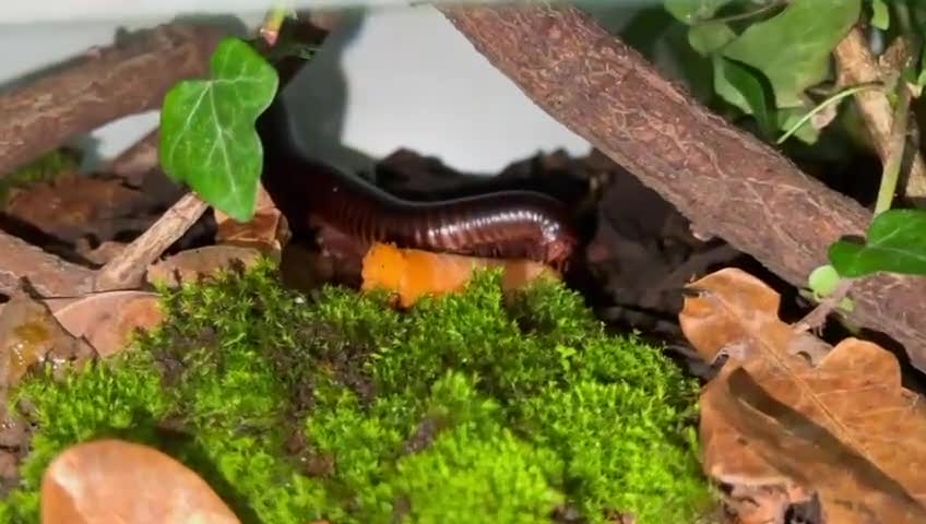 Millipedes invertebrates for sale: Giant african millipede with enclosure  - Video 1