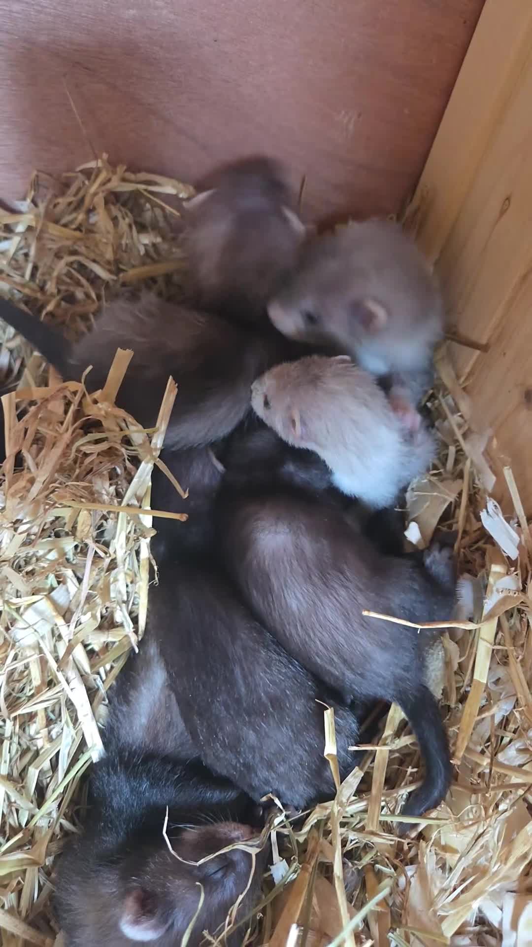 Ferret rodents for sale: Eu black x ferret kits  - Video 1