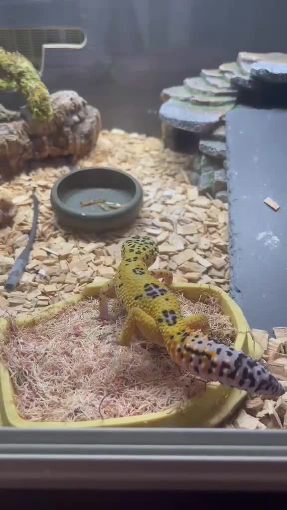 Leopard Gecko reptiles for sale: Leopard Gecko with vivarium and full set up in Milton Keynes - Video 1