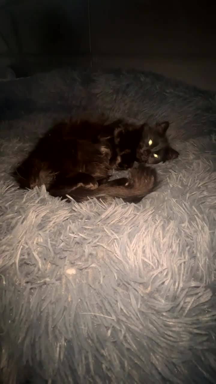 Mixed Breed cats for sale: Gorgeous fluffy cat - Video 1