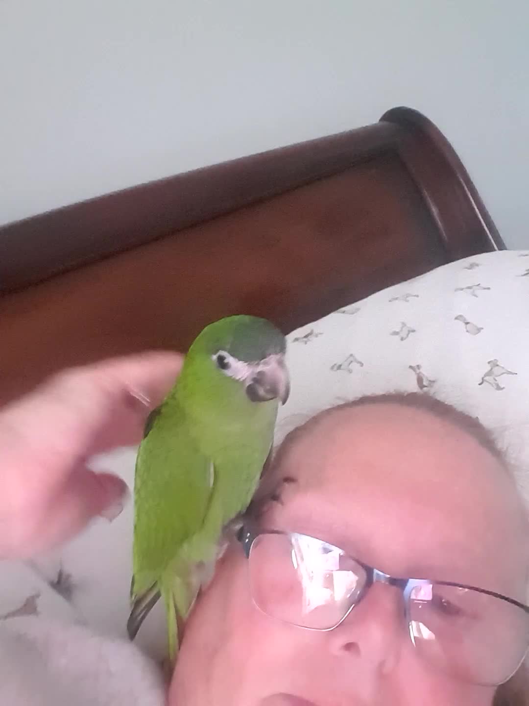 Macaws birds for sale: Gorgeous hand reared hahns macaw  - Video 1