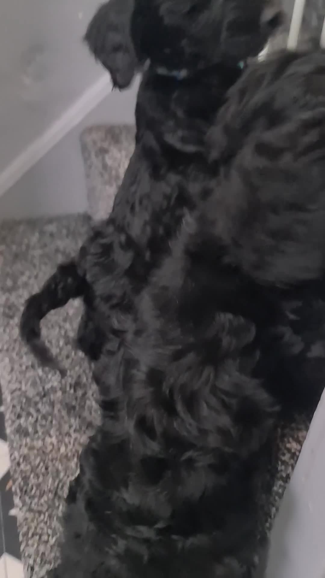 Cockapoo dogs for sale: cockapoos - Video 1