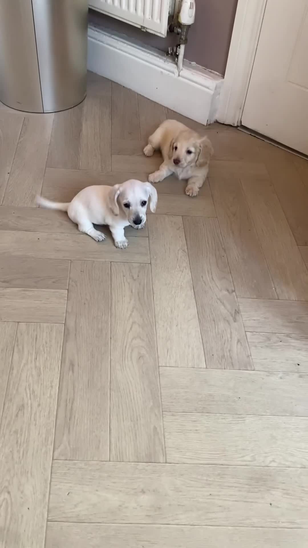 Dachshund dogs for sale: Stunning male Dachshund puppies  - Video 1