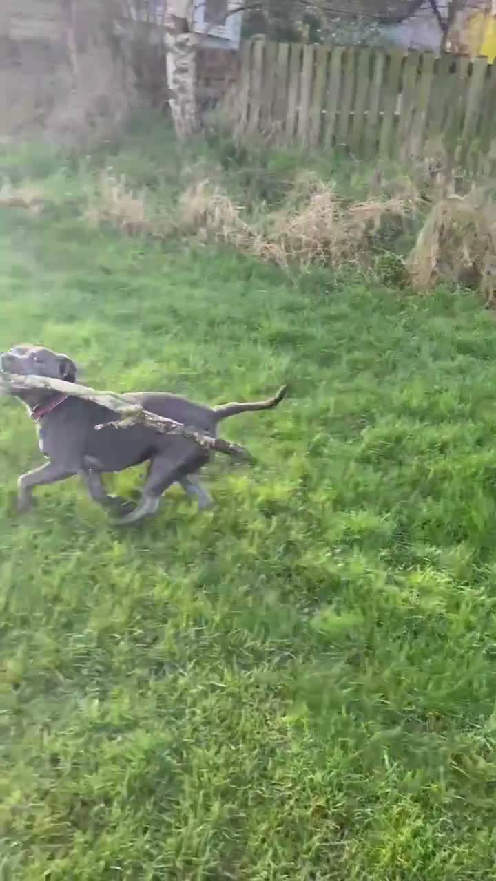 Staffordshire Bull Terrier dogs for sale: Litter of 7 kc registered staffys in Tamworth - Video 3