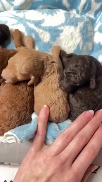 Toy Poodle dogs for sale: Adorable Toy Poodle Puppies – Full of Color - Video 1