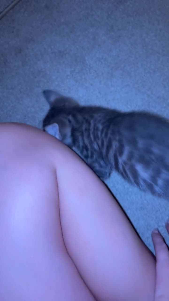 Mixed Breed cats for sale: 3 Hand-Reared Kittens Looking for Loving Homes - Video 1