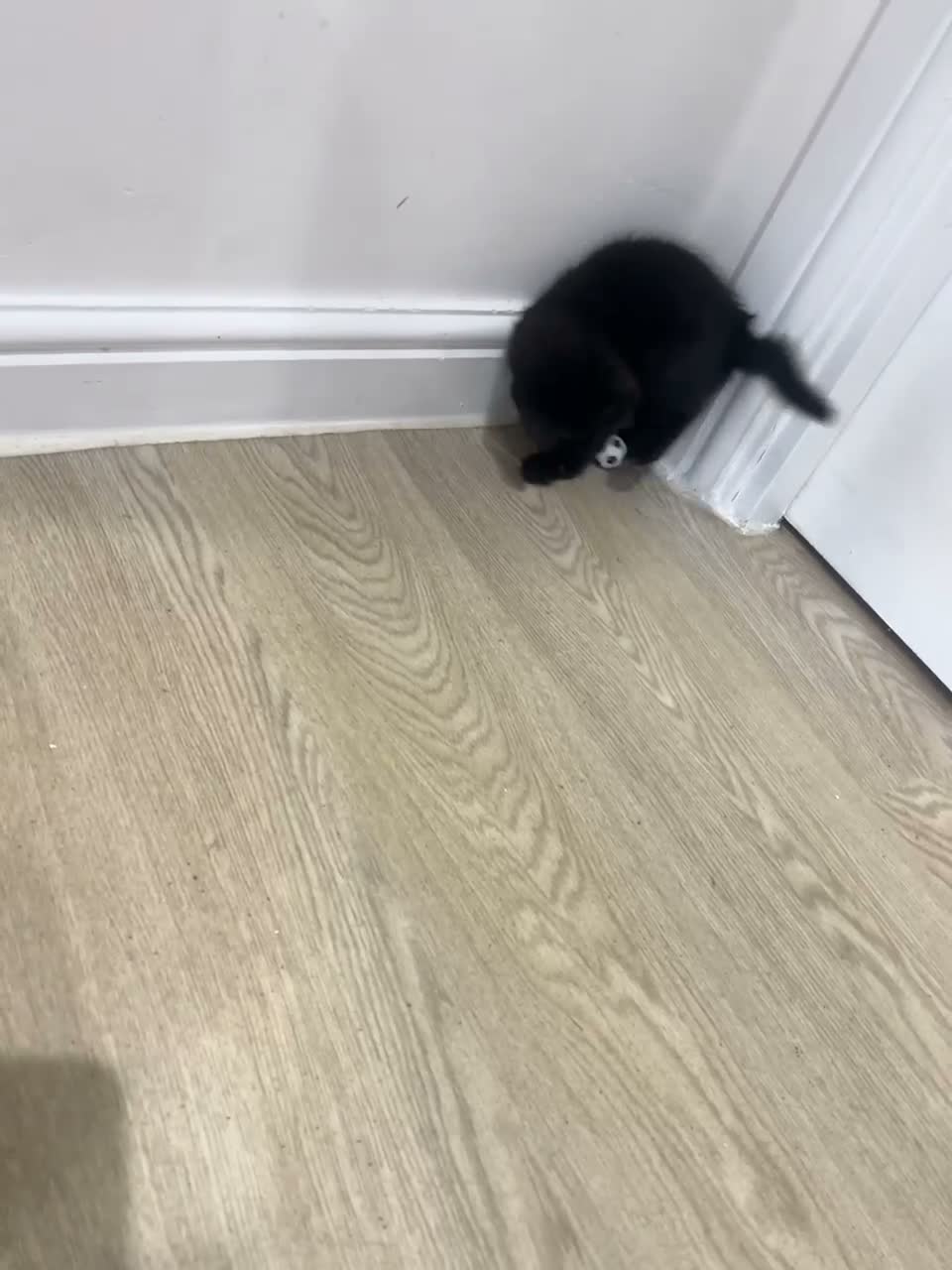 Mixed Breed cats for sale: Two Lovely Black Boy Kittens – 10 Weeks Old 🐈‍⬛ in Leeds - Video 1