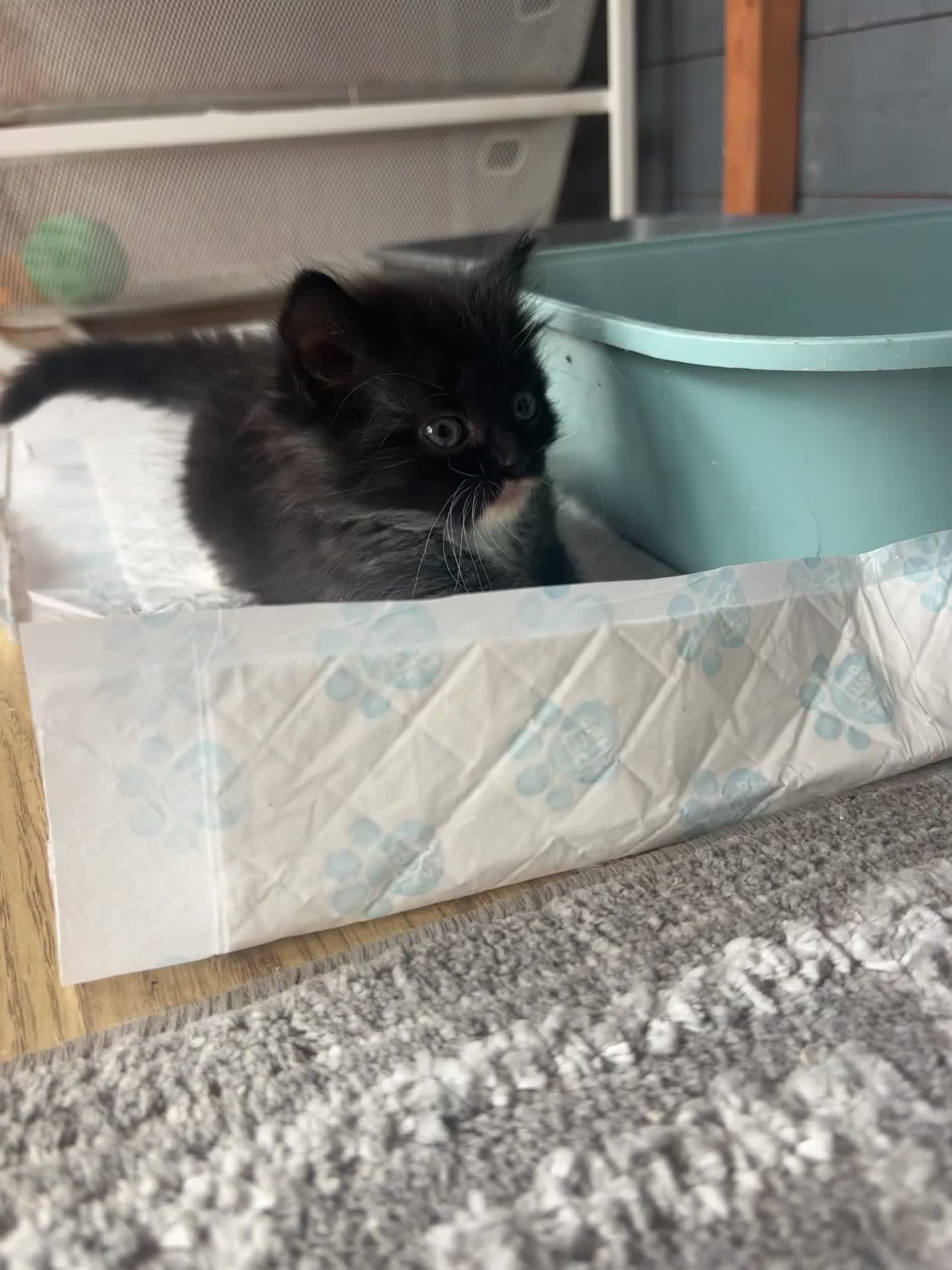 Ragdoll cats for sale: Beautiful ragdoll looking for ther forever home  - Video 2