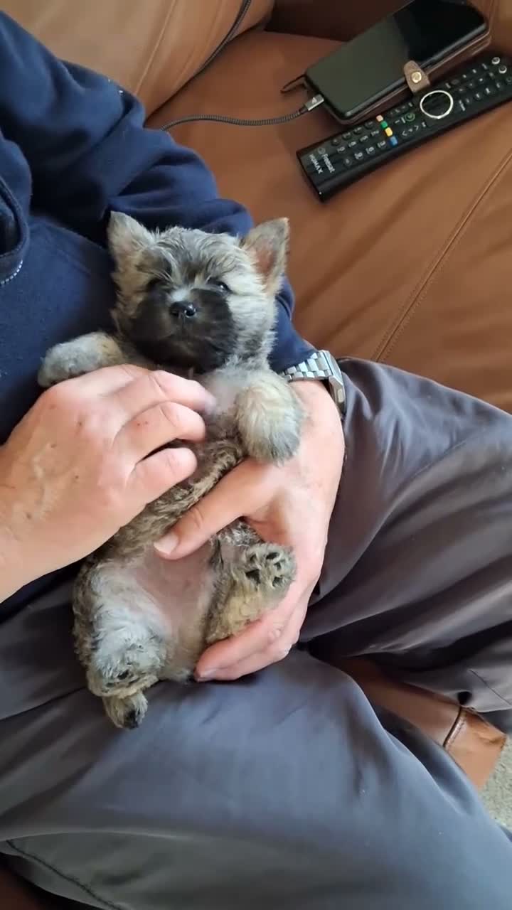 Cairn Terrier dogs for sale: 7 Adorable Cairn Terrier Pups - Video 2