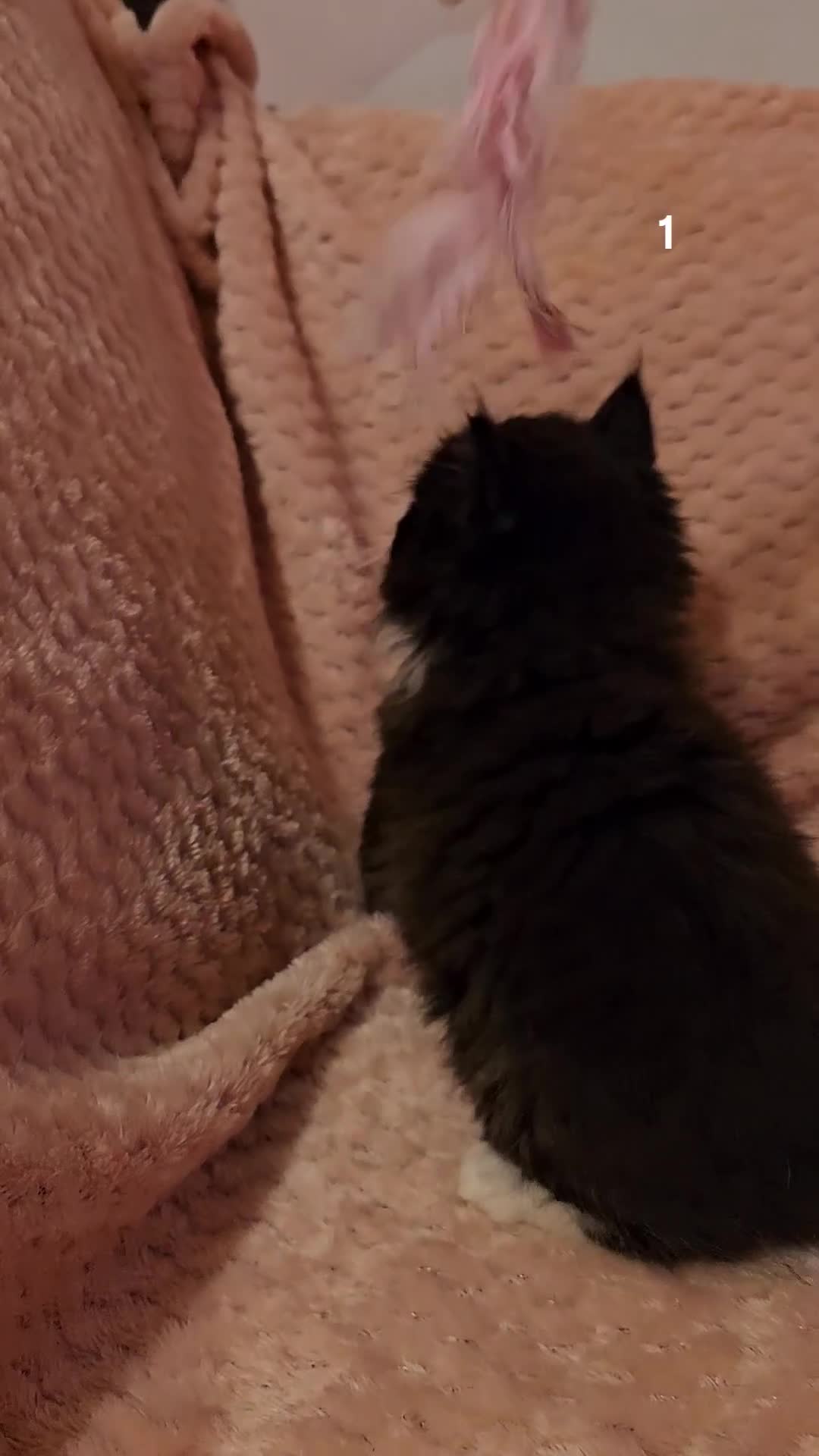 Mixed Breed cats for sale: Persian cross kittens x 5 - Video 2
