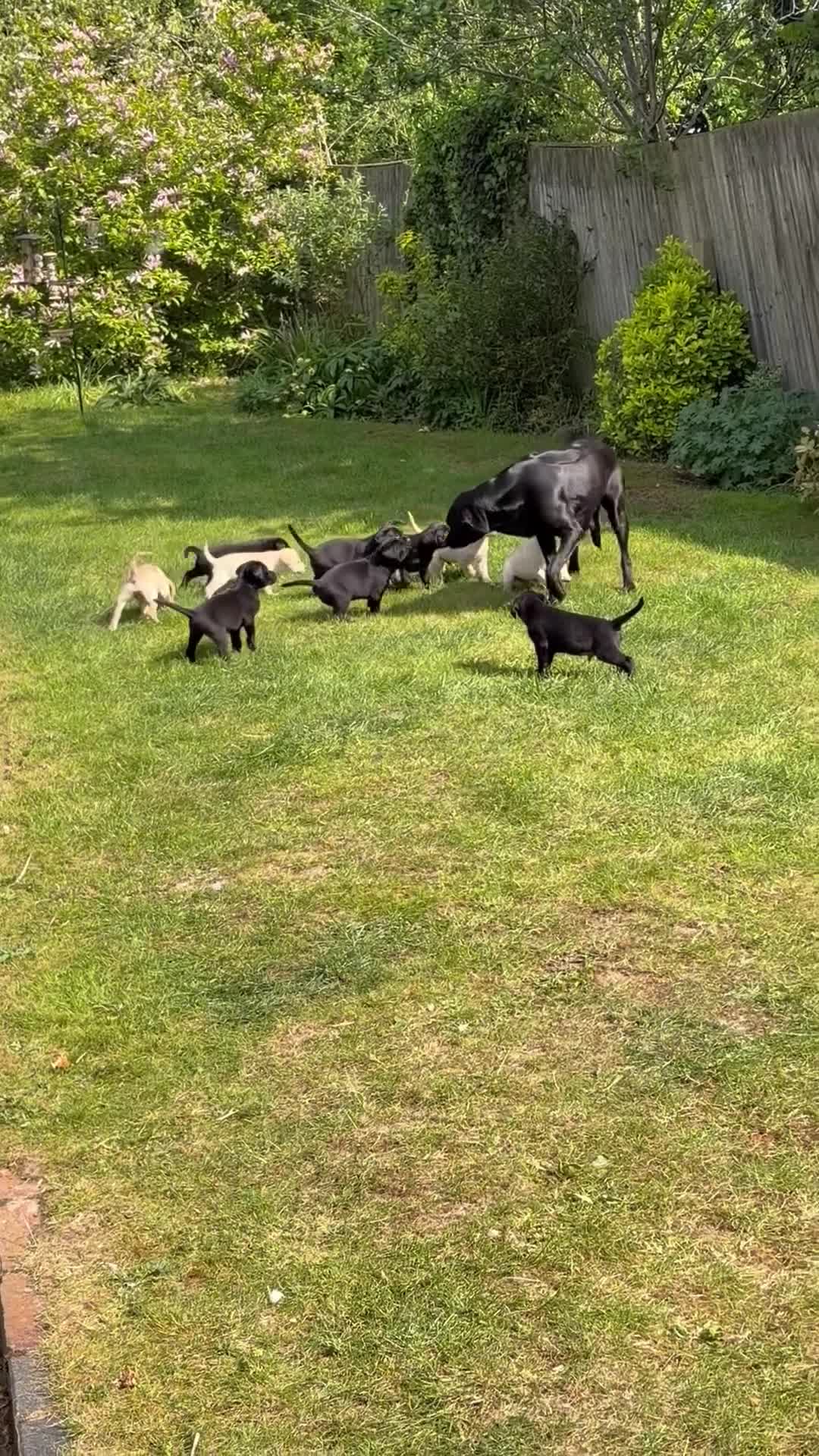 Labrador Retriever dogs for sale: Working Labrador dog puppies - Video 1
