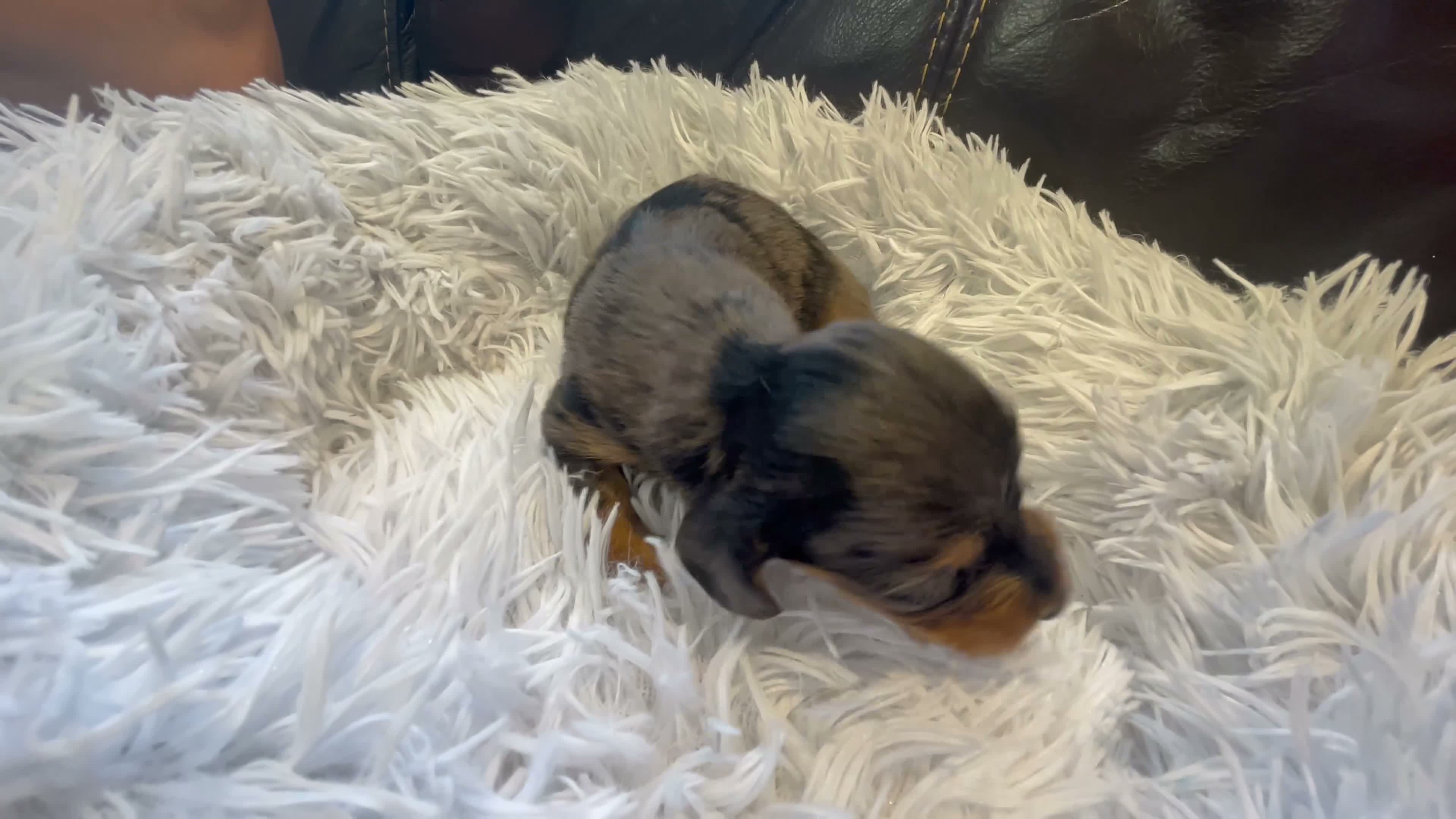 Miniature Dachshund dogs for sale: Beautiful Purebred Miniature Dachshund Puppies 🐾 - Video 4