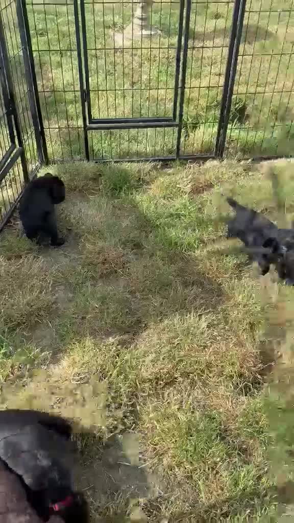 Cocker Spaniel dogs for sale: 6 well bred Cocker Spaniel puppies  - Video 2