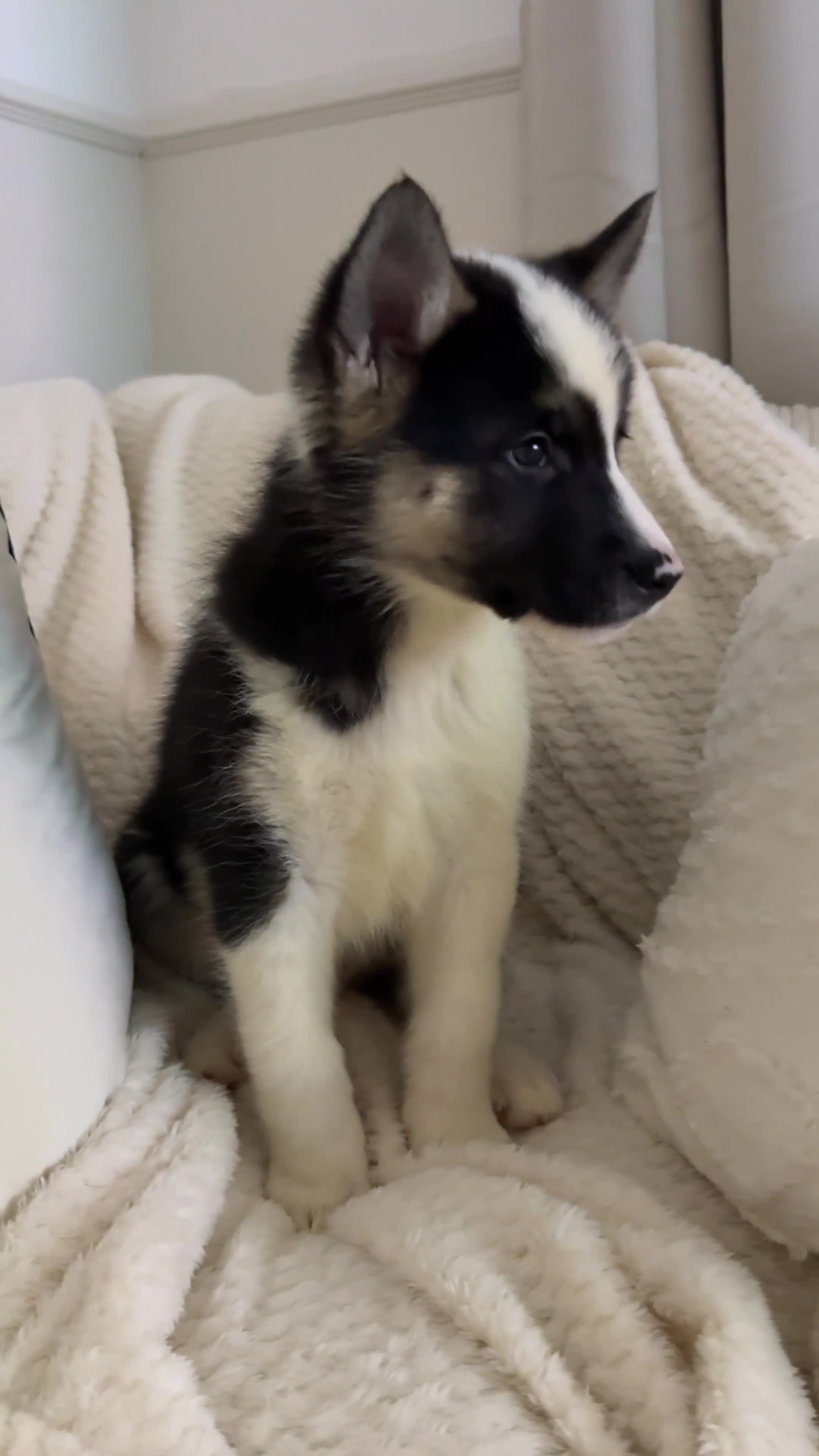 Huskita dogs for sale: READY NOW Huskita Puppies - Video 2