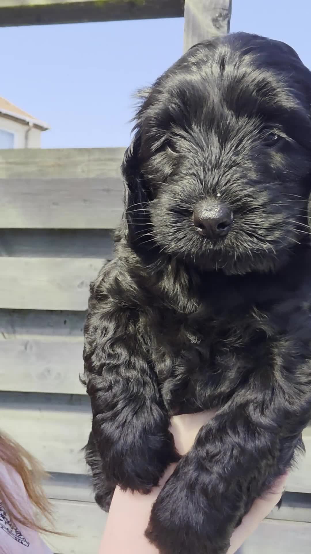 Cockapoo dogs for sale: Beaitiful F2 Cockappos  in Stevenston - Video 2