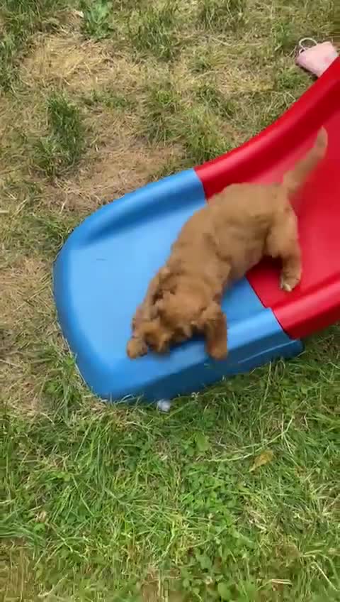 Cavapoo dogs for sale: Beautiful cavapoo puppy for sale - Video 1