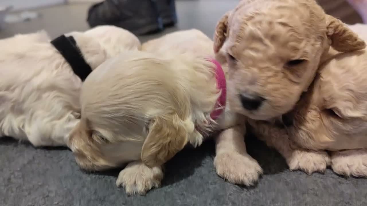 Cockapoo dogs for sale: F1B Cockapoo Puppies | KC Reg. Toy Poodle Dad - Video 1