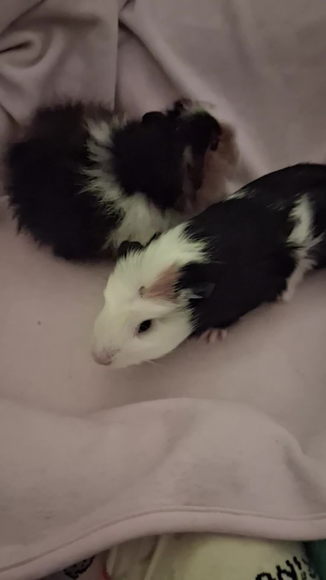 Guinea Pig rodents for sale: Guinea Pigs - Video 1