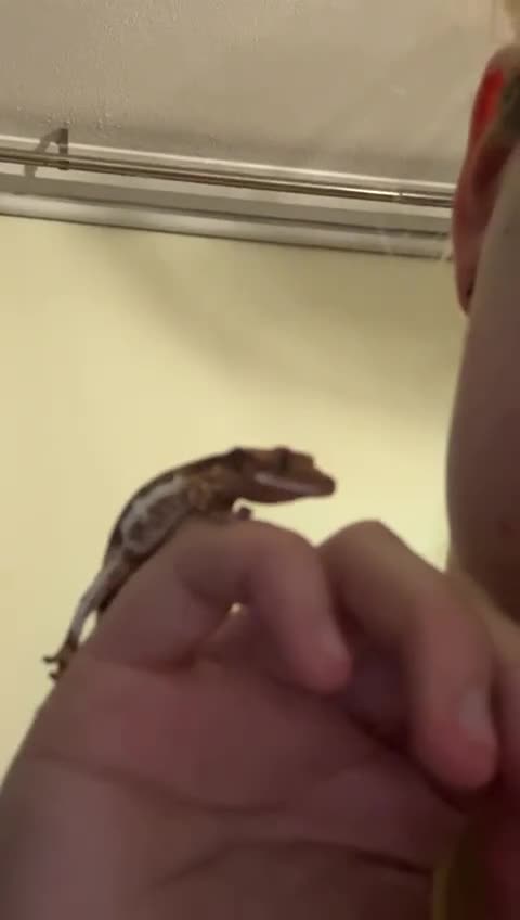 Gecko reptiles for sale: Lilly White crested gecko - Video 1