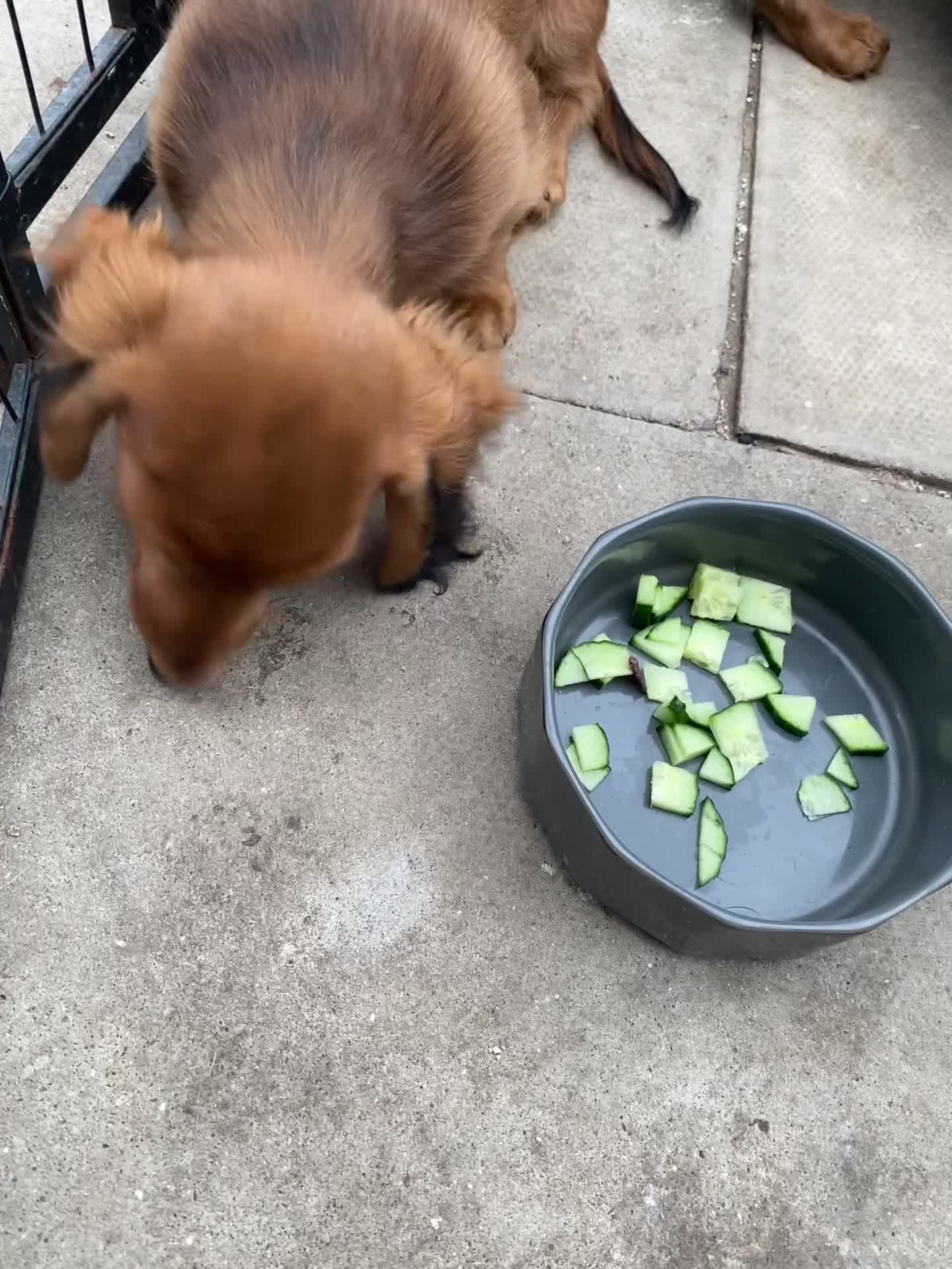 Miniature Dachshund dogs for sale: 2 Miniature Dachshund - longhaired - Video 3