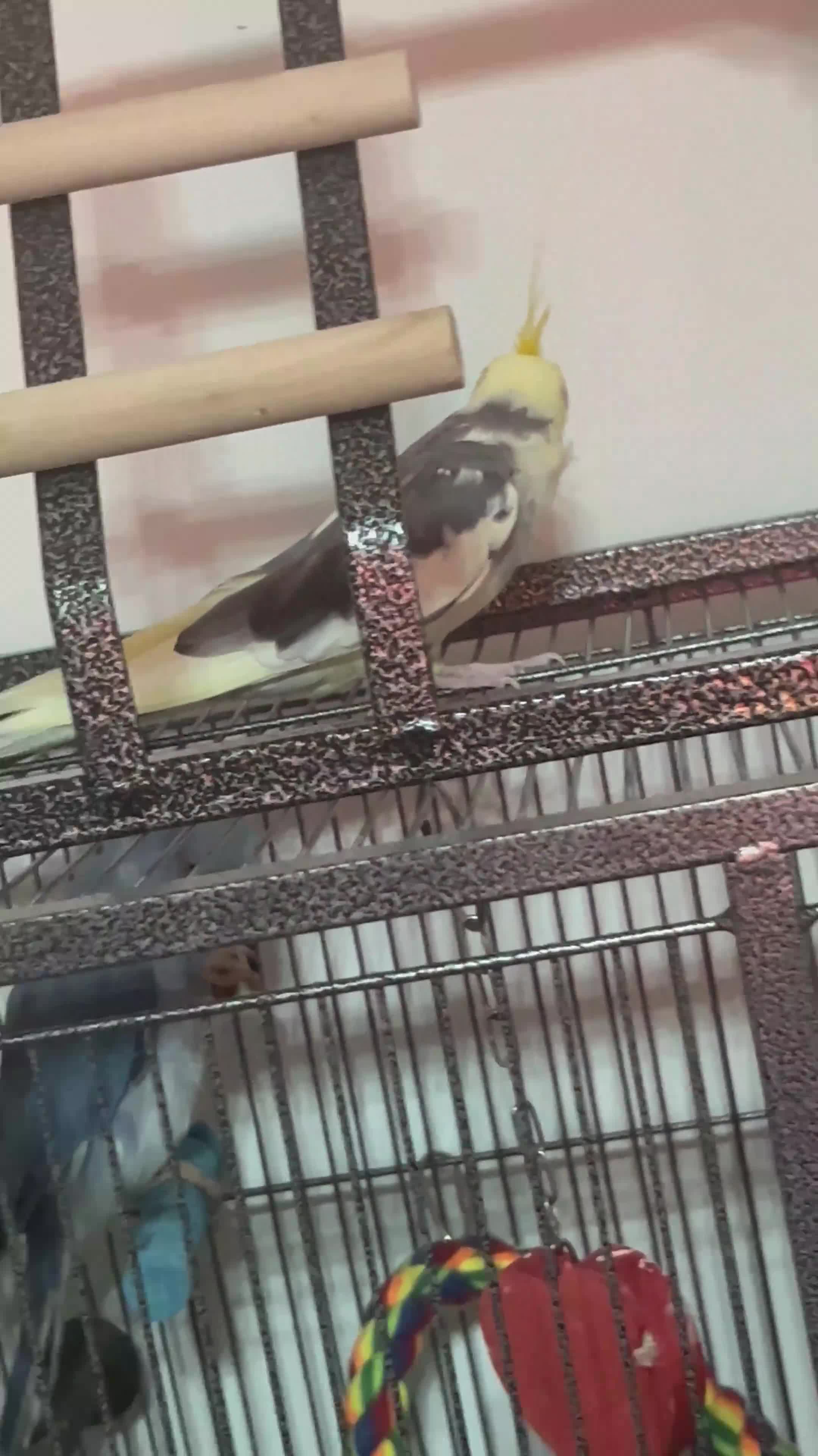 Cockatiels birds for sale: Male cocktail and two green ringneck for sale  - Video 2