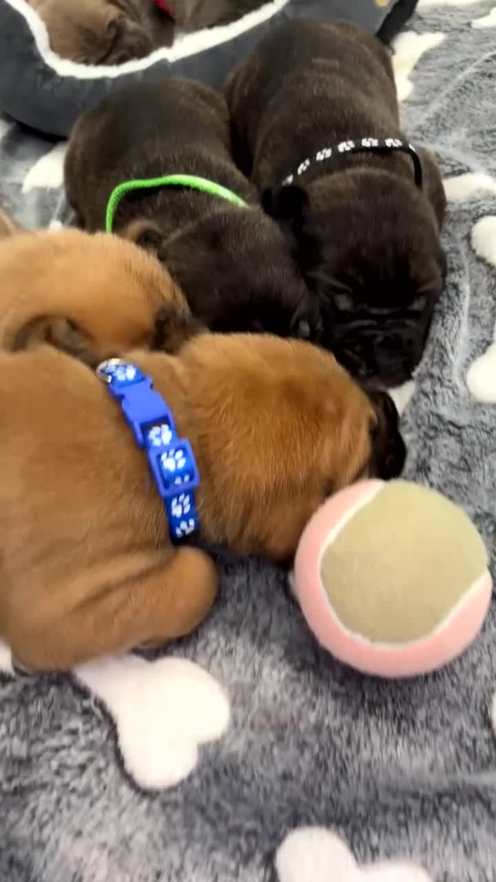 Cane Corso dogs for sale: Cane Corso Puppies 🐶  - Video 1