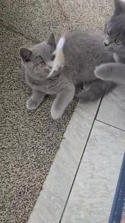 British Shorthair cats for sale: LAST CHUNKY BOY Cute Bristish Short Hair Kittens  - Video 1