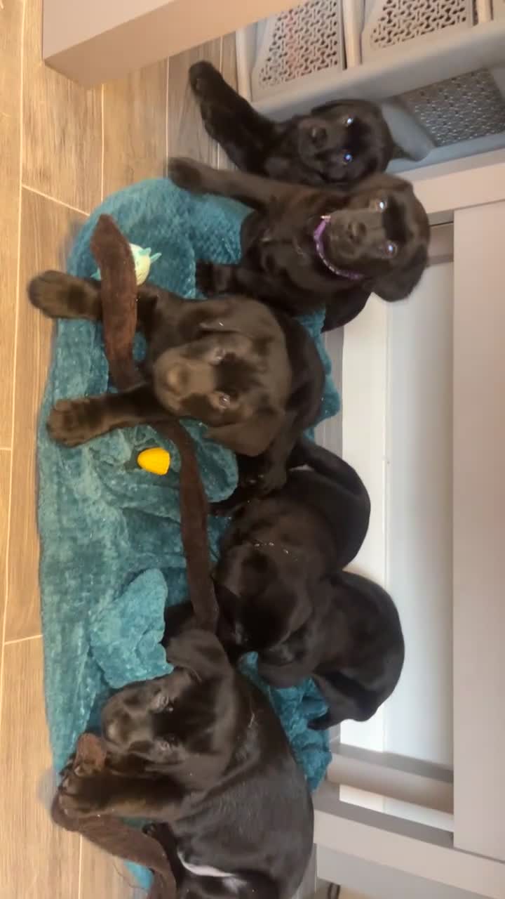 Labrador Retriever dogs for sale: READY NOW.Beautiful black KC registered Labradors  - Video 3