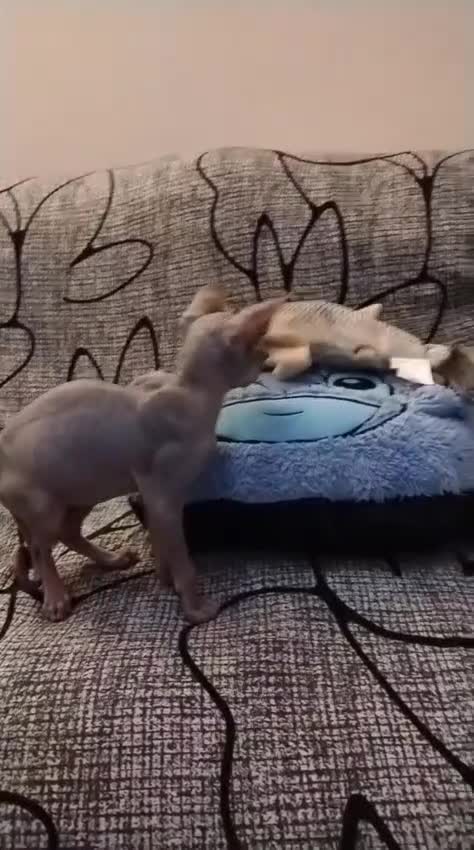 Sphynx cats for sale: Beautiful blue tabby girl - Video 3